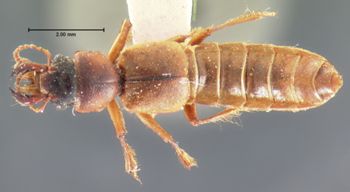 Media type: image;   Entomology 6523 Aspect: habitus dorsal view